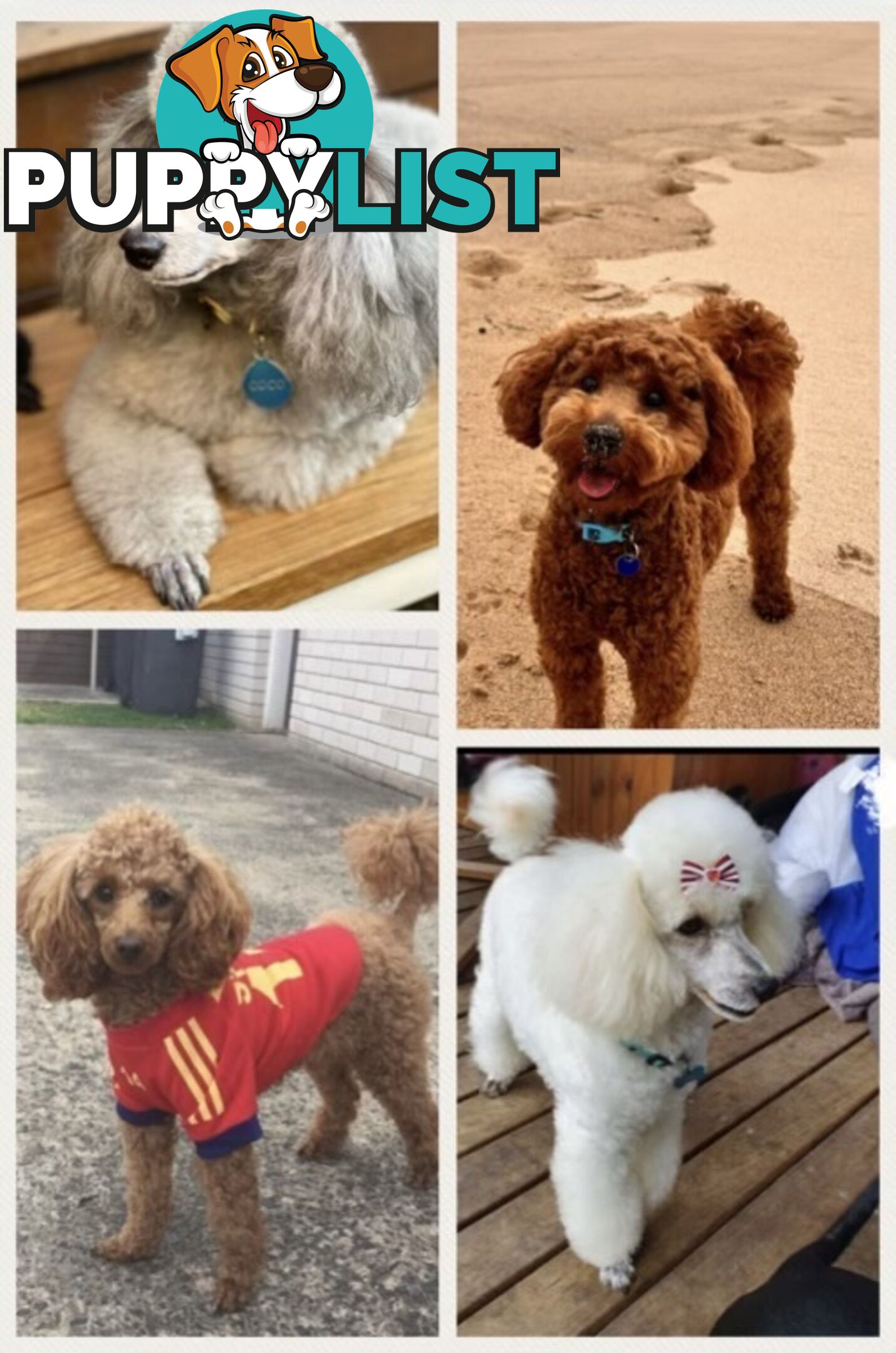 poodle studs available Red, Silver, white, merle for  moodle,labradoodle, Cavoodle, bordoodle