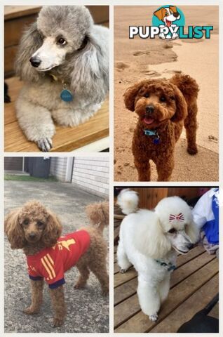 poodle studs available Red, Silver, white, merle for  moodle,labradoodle, Cavoodle, bordoodle