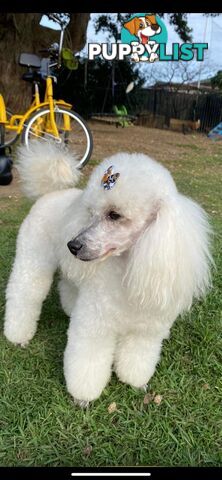 poodle stud available for, moodle, schnoodle, labradoodle, Cavoodle, bordoodle