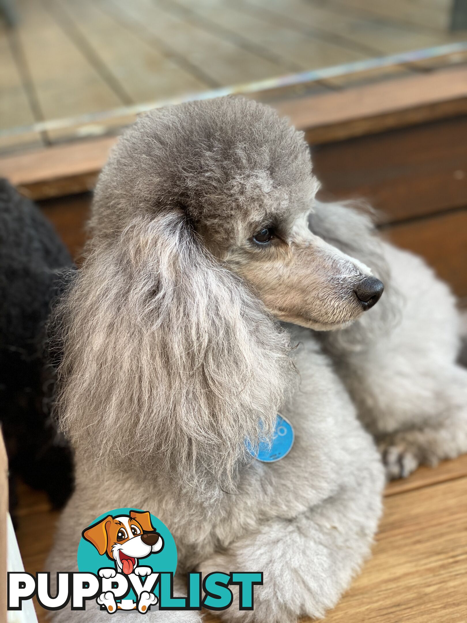 poodle studs, Red, Silver, white, merle for  Groodle, moodle, labradoodle, Cavoodle, bordoodle