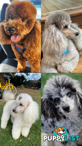 poodle studs, Red, Silver, white, merle for  Groodle, moodle, labradoodle, Cavoodle, bordoodle
