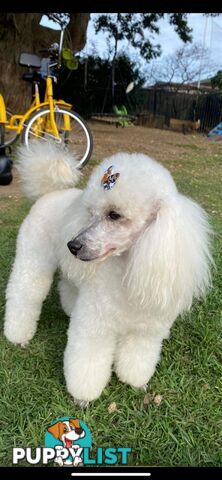 poodle studs, Red, Silver, white, merle for  Groodle, moodle, labradoodle, Cavoodle, bordoodle