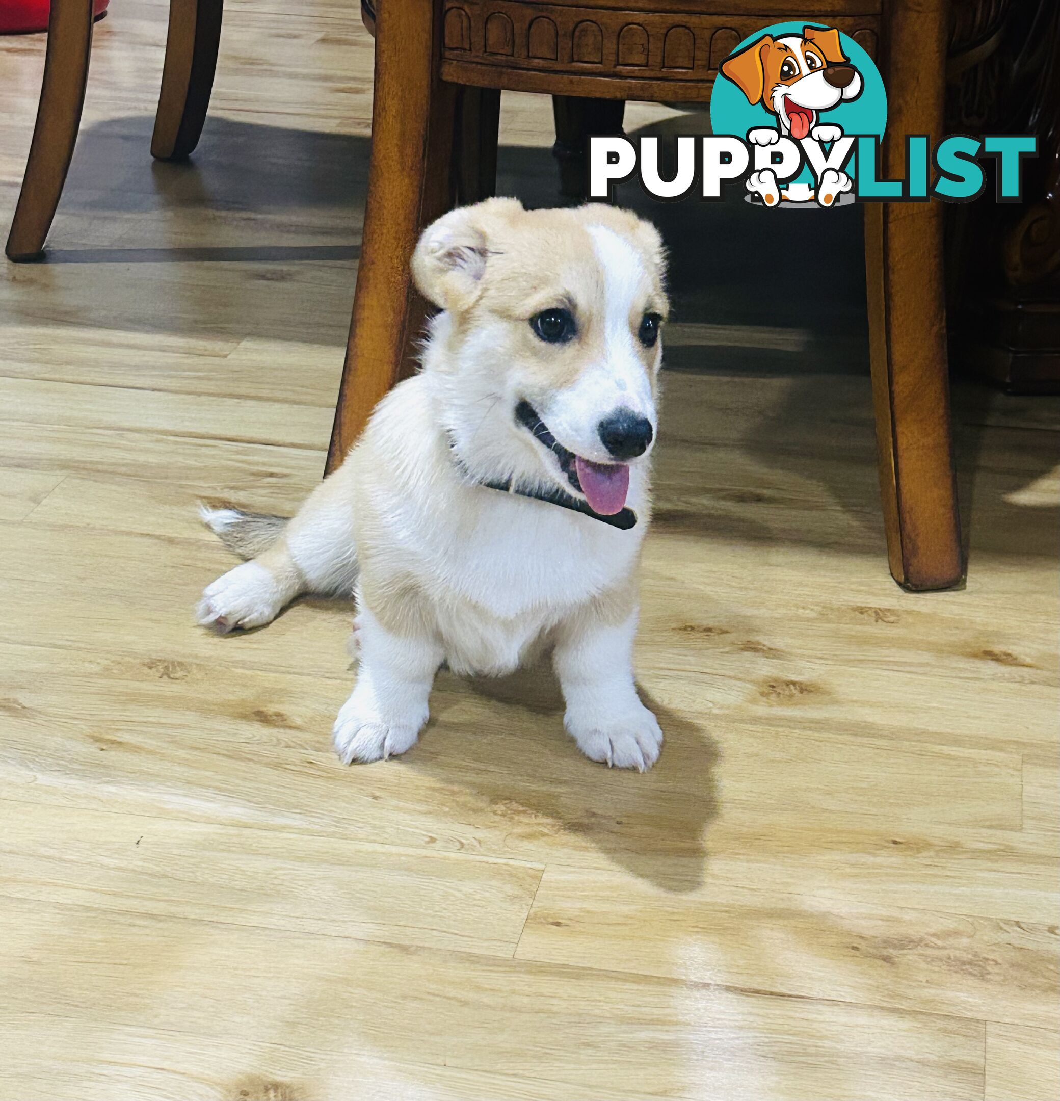 Corgi puppy for sale