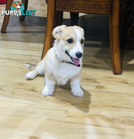 Corgi puppy for sale
