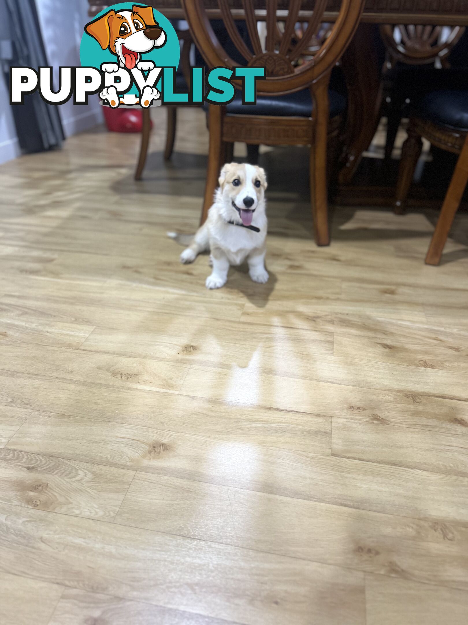 Corgi puppy for sale