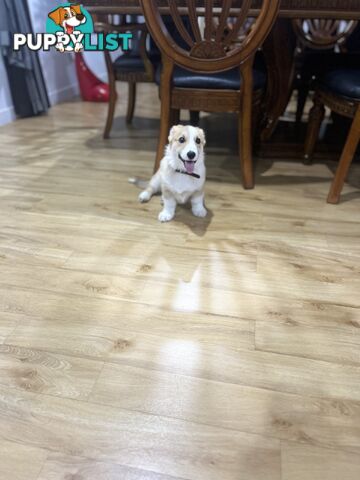 Corgi puppy for sale