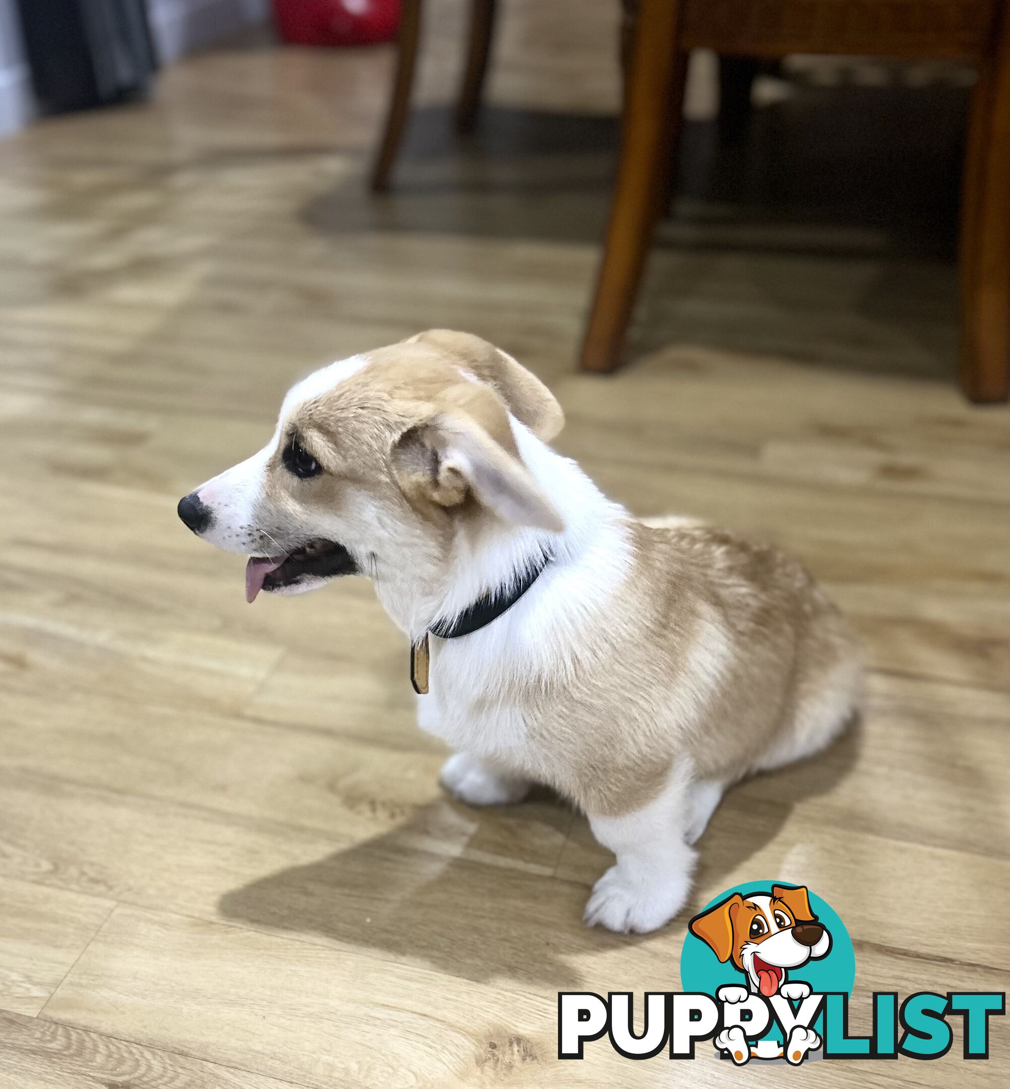 Corgi puppy for sale