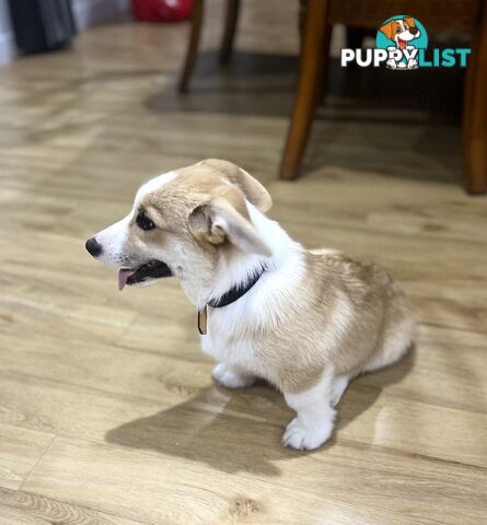 Corgi puppy for sale