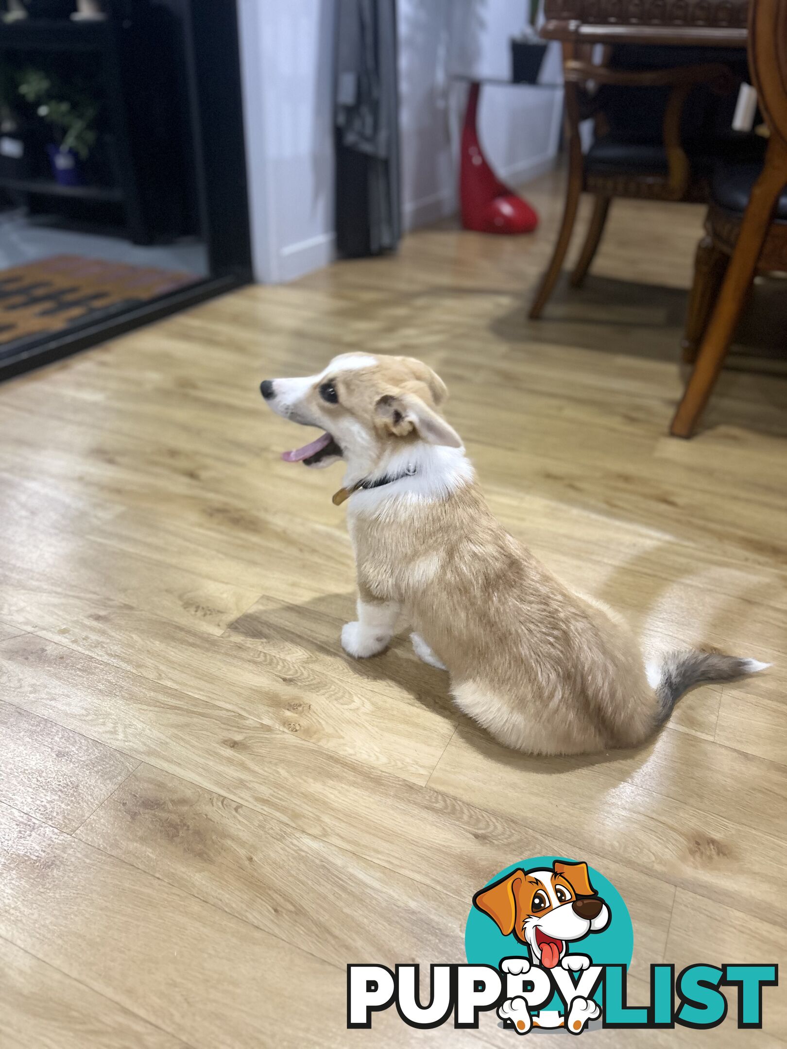 Corgi puppy for sale