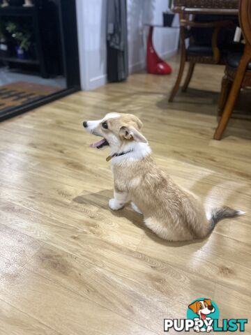 Corgi puppy for sale