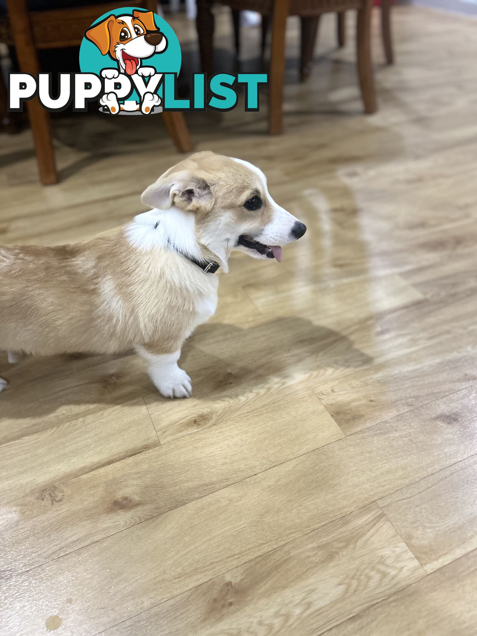 Corgi puppy for sale