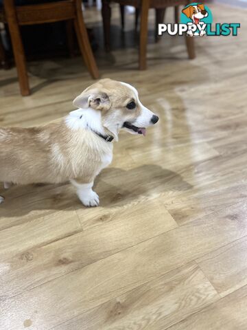Corgi puppy for sale