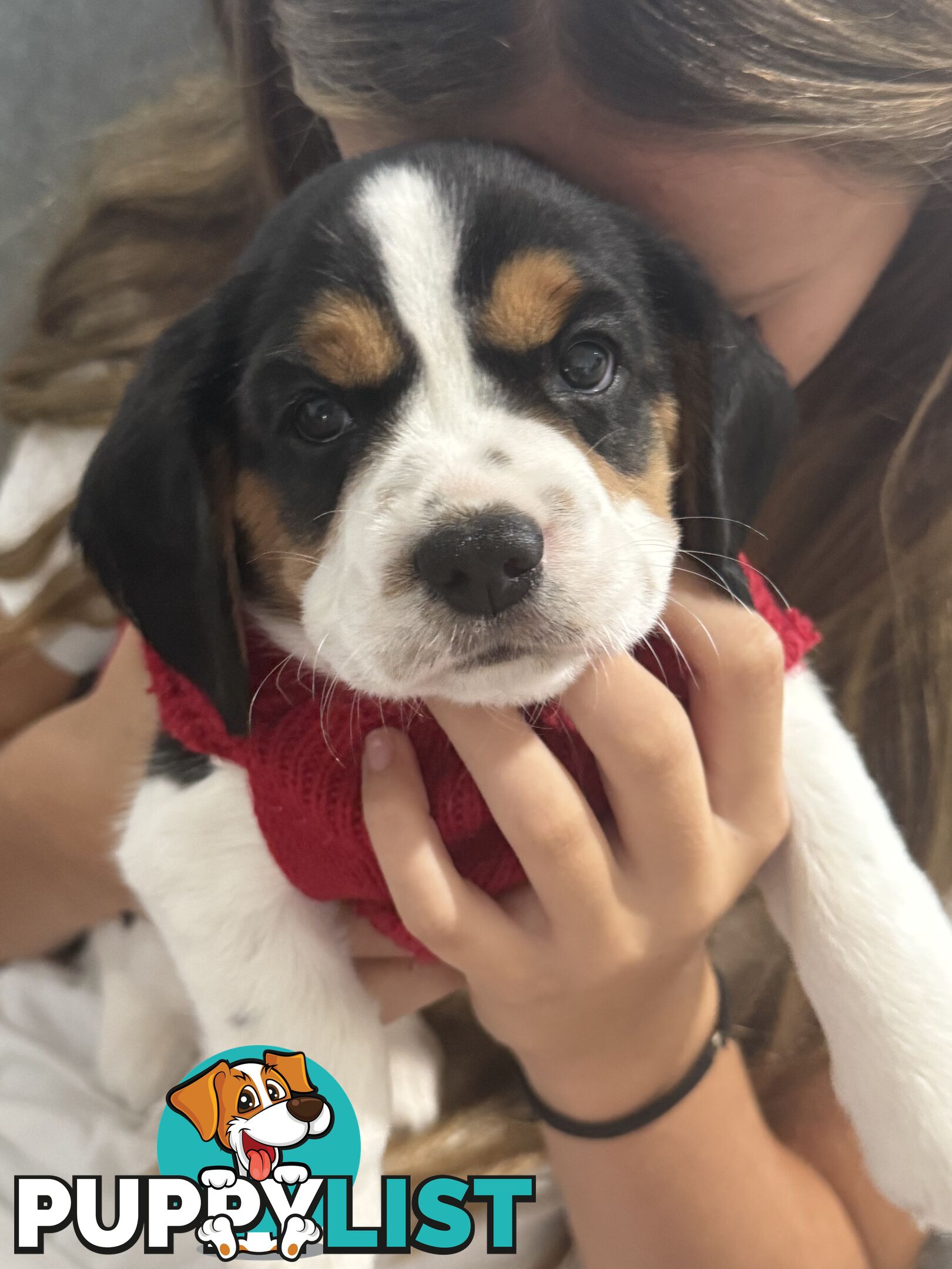 Beaglier Puppies for sale