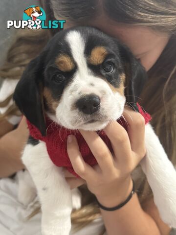 Beaglier Puppies for sale