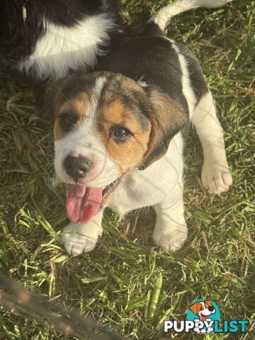 Beaglier Puppies for sale