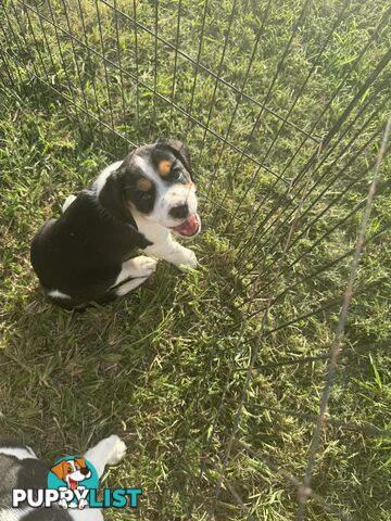 Beaglier Puppies for sale