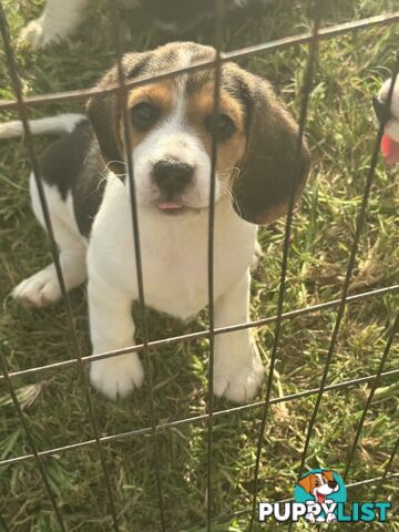 Beaglier Puppies for sale