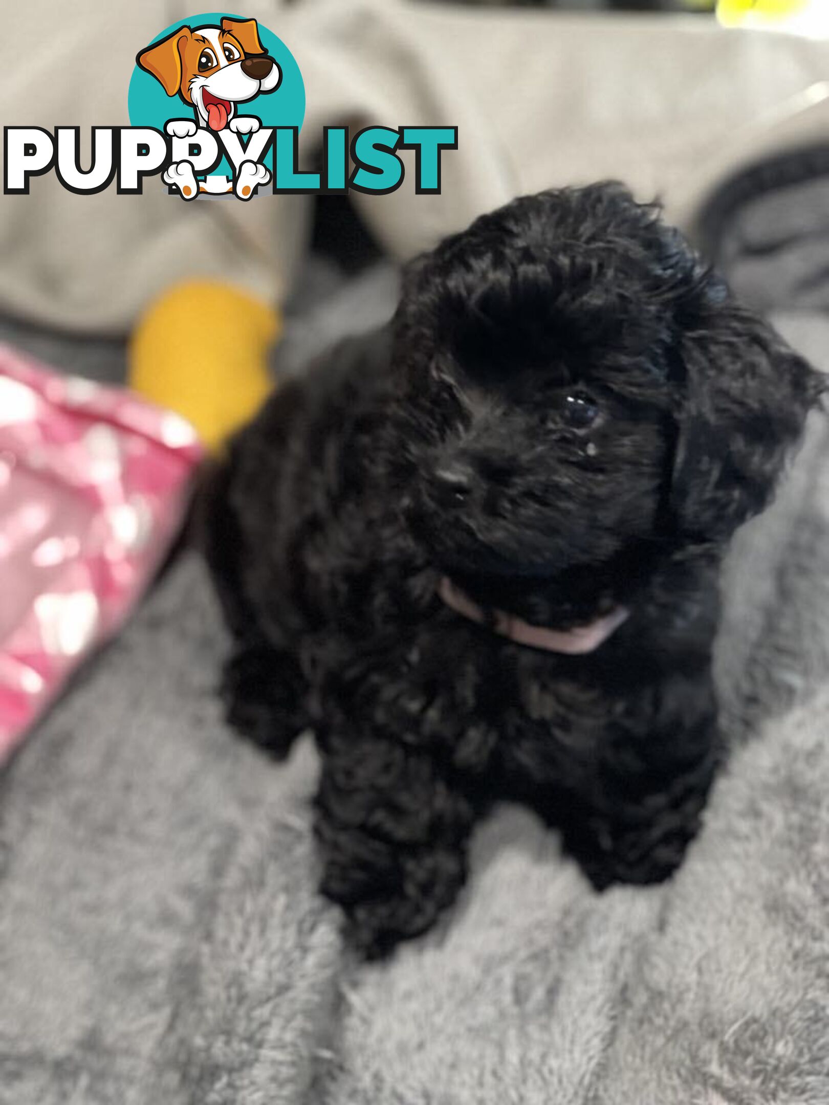 Pure Black Maltese x Shih Tzu Female Puppies for sale