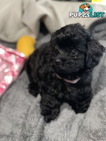 Pure Black Maltese x Shih Tzu Female Puppies for sale