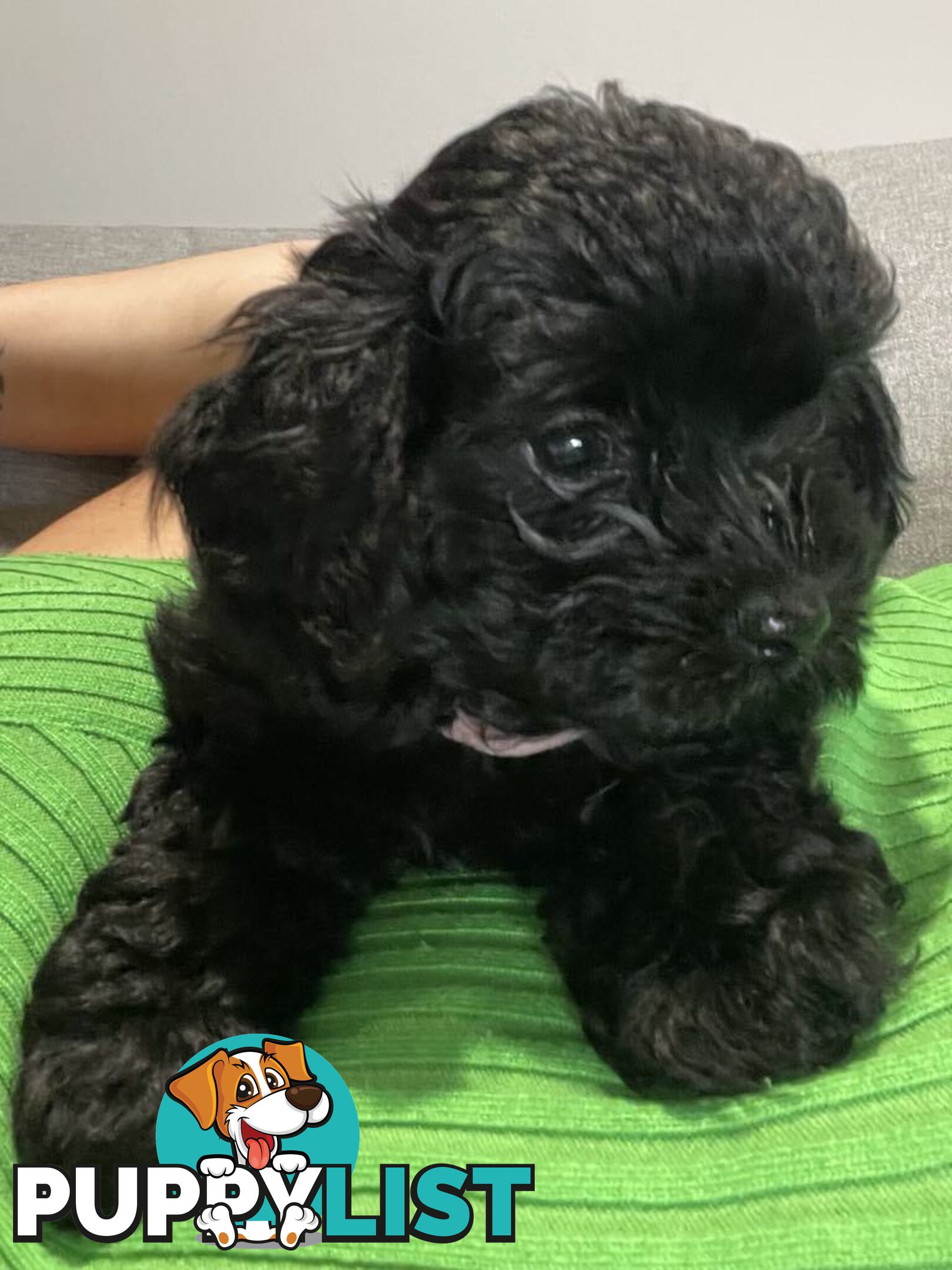 Pure Black Maltese x Shih Tzu Female Puppies for sale