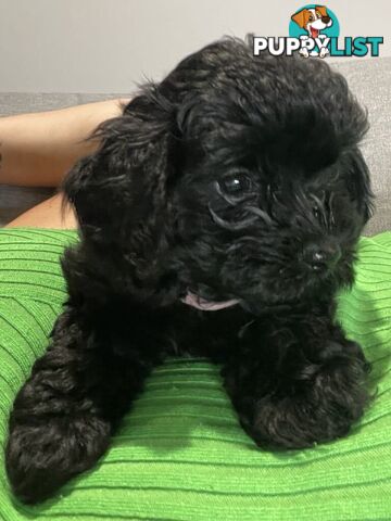 Pure Black Maltese x Shih Tzu Female Puppies for sale