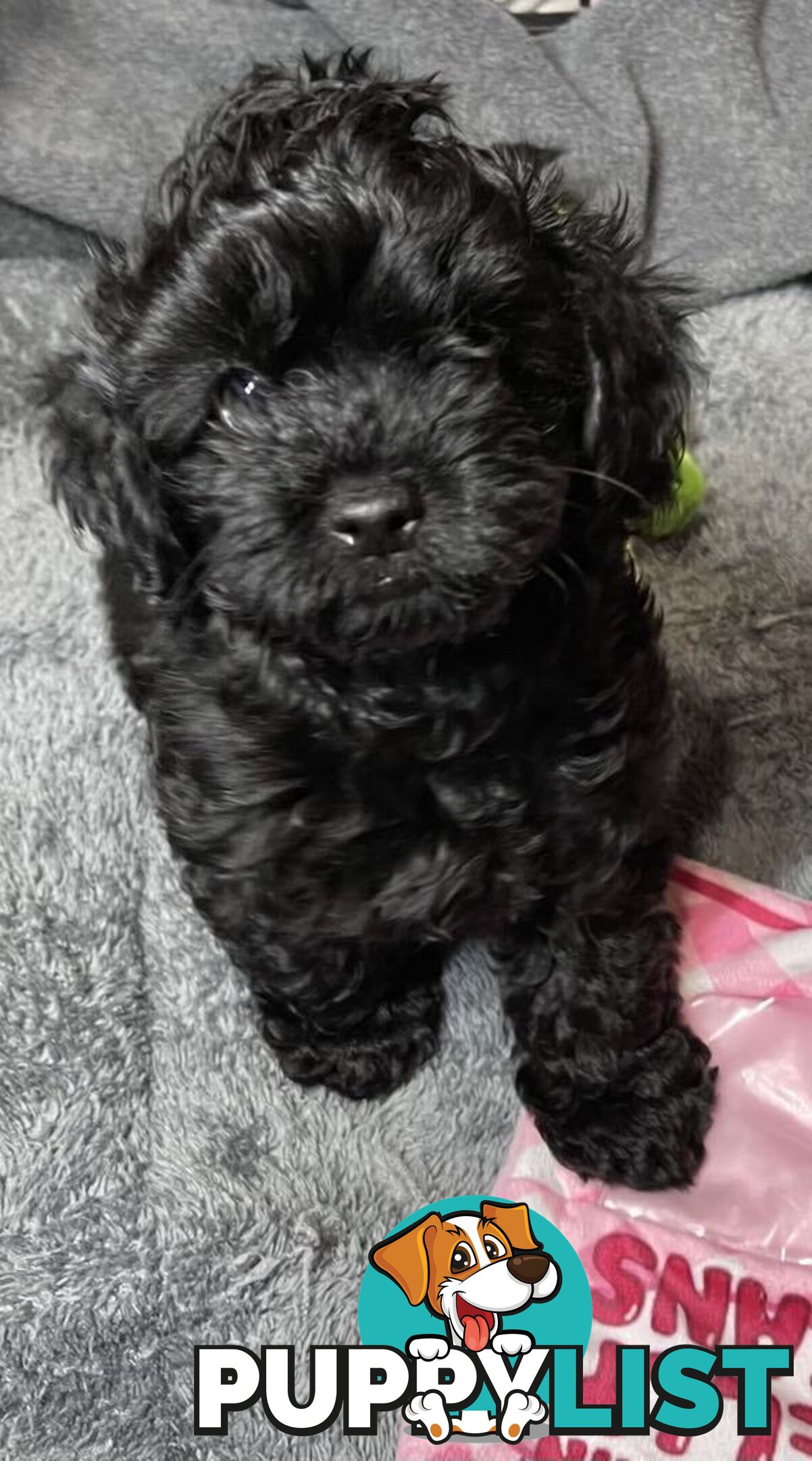 Pure Black Maltese x Shih Tzu Female Puppies for sale