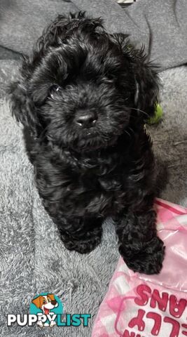 Pure Black Maltese x Shih Tzu Female Puppies for sale