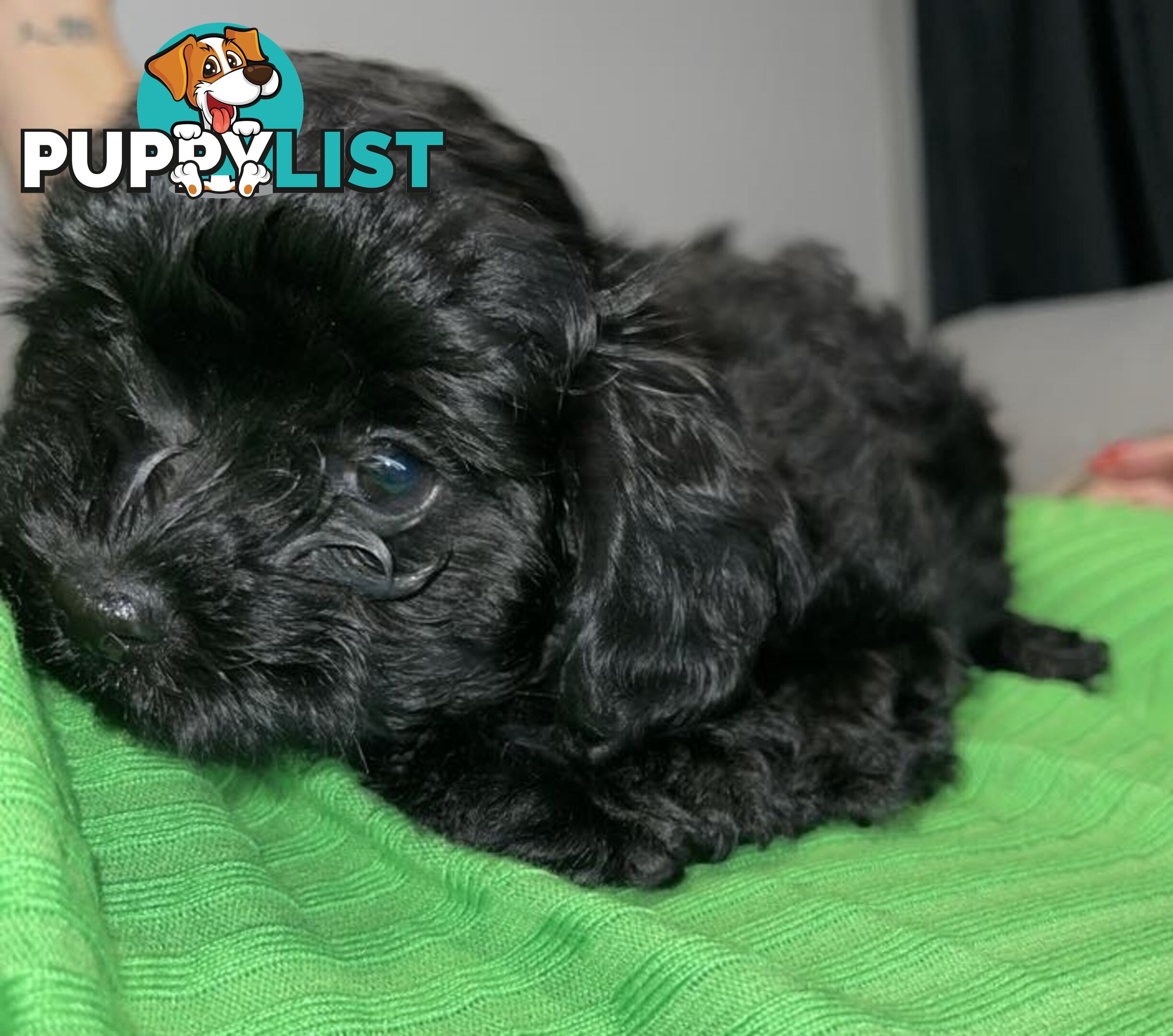 Pure Black Maltese x Shih Tzu Female Puppies for sale