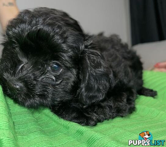 Pure Black Maltese x Shih Tzu Female Puppies for sale