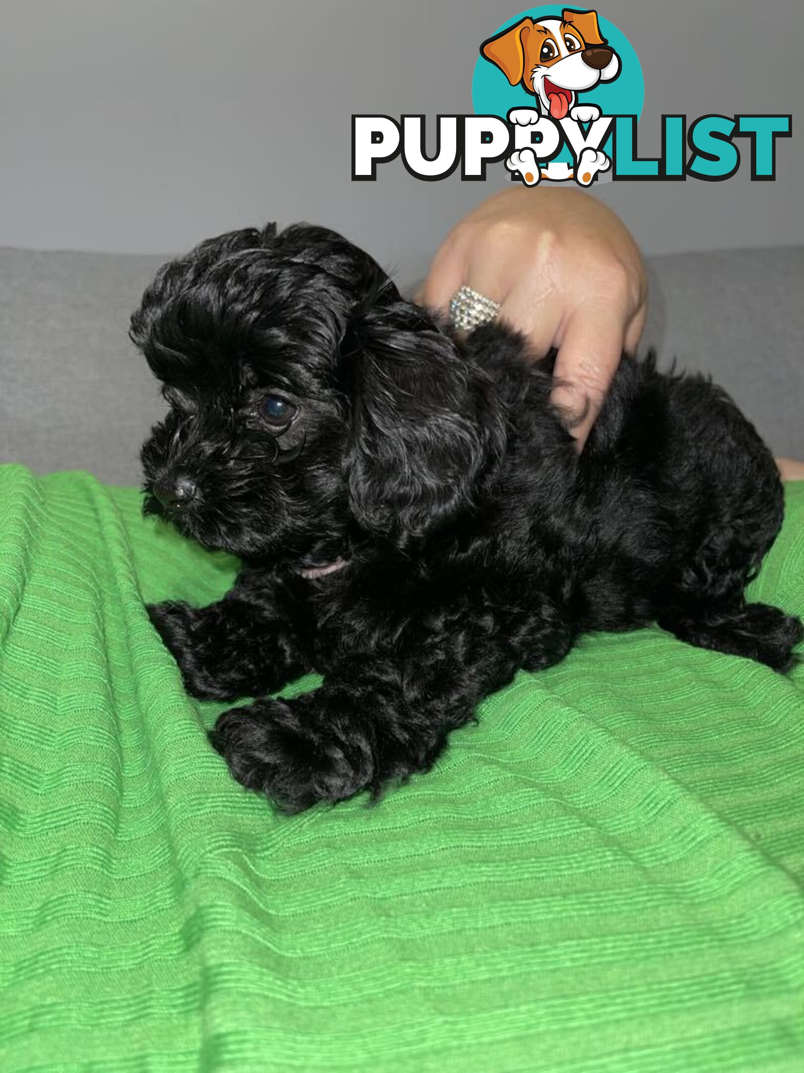 Pure Black Maltese x Shih Tzu Female Puppies for sale