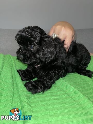 Pure Black Maltese x Shih Tzu Female Puppies for sale