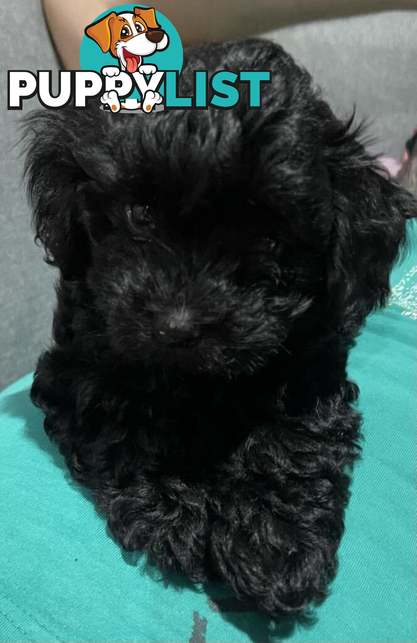 Pure Black Maltese x Shih Tzu Female Puppies for sale