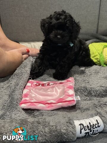 Pure Black Maltese x Shih Tzu Female Puppies for sale