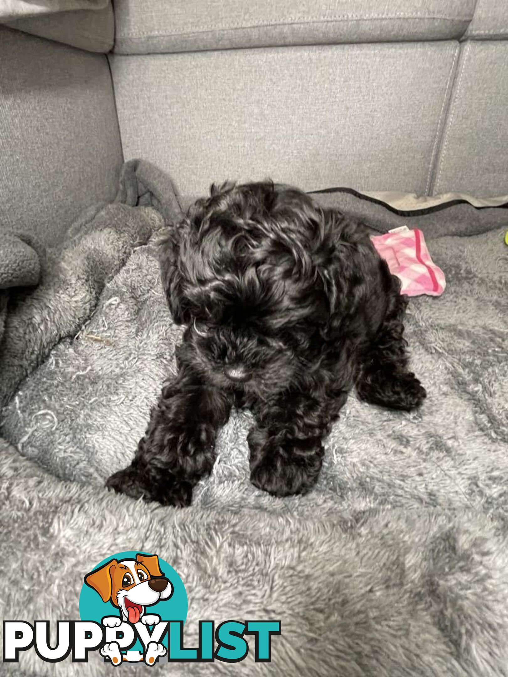 Pure Black Maltese x Shih Tzu Female Puppies for sale