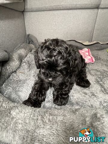 Pure Black Maltese x Shih Tzu Female Puppies for sale