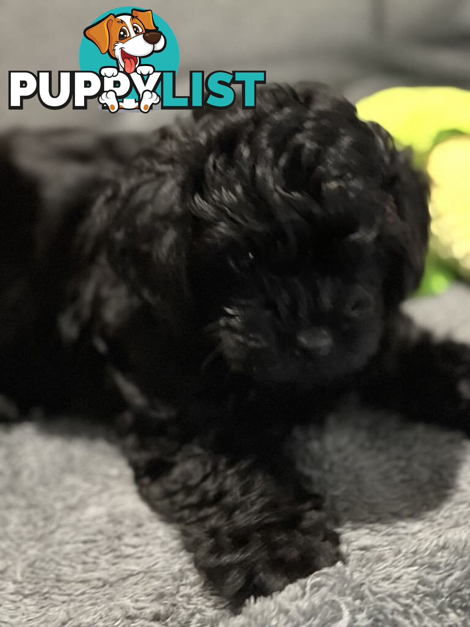 Pure Black Maltese x Shih Tzu Female Puppies for sale