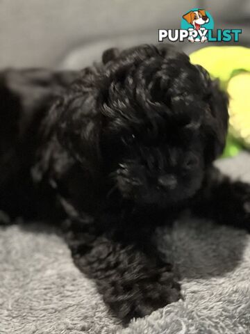 Pure Black Maltese x Shih Tzu Female Puppies for sale