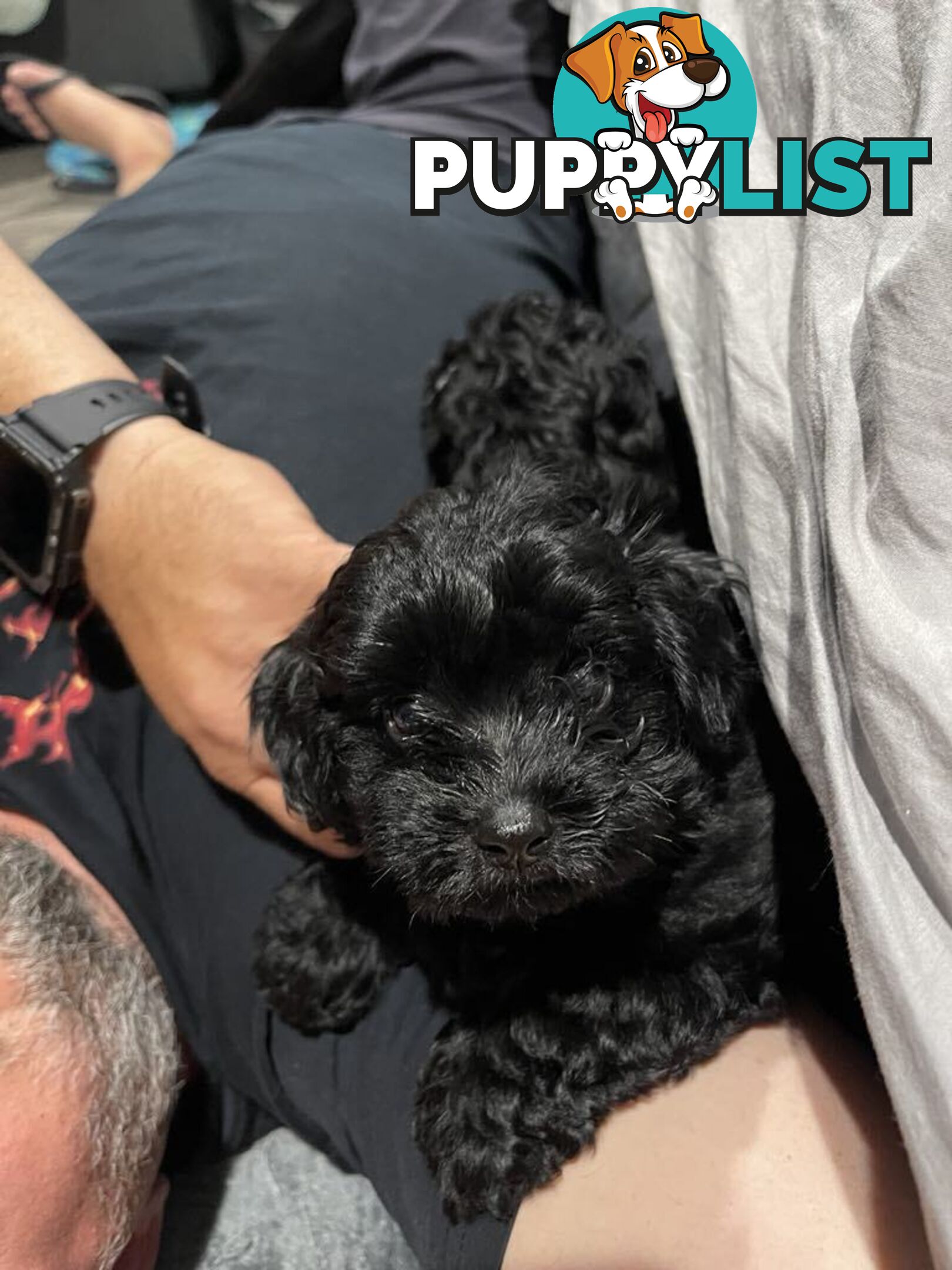 Pure Black Maltese x Shih Tzu Female Puppies for sale