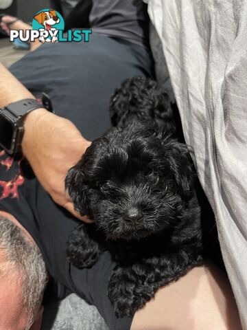 Pure Black Maltese x Shih Tzu Female Puppies for sale