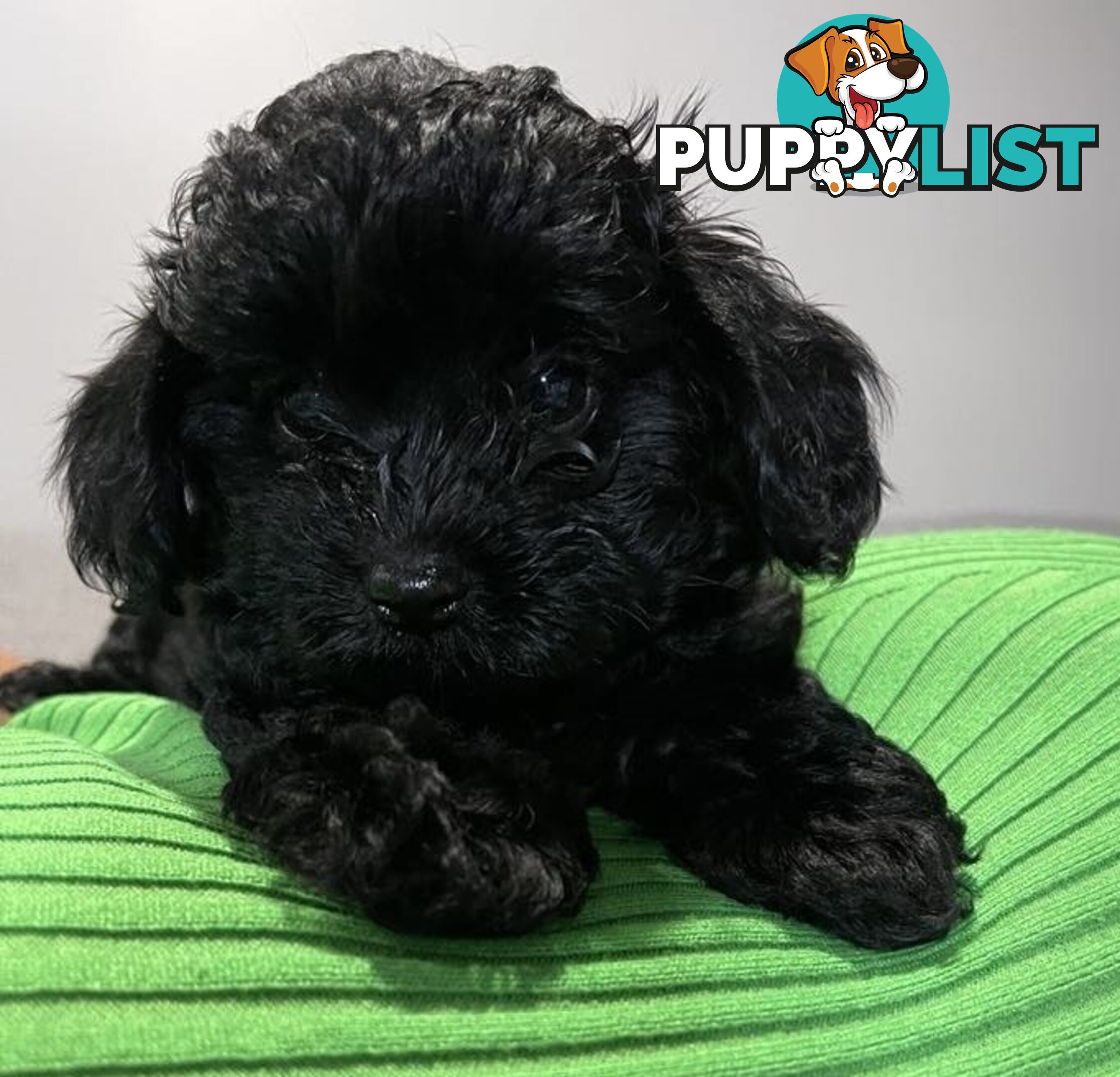 Pure Black Maltese x Shih Tzu Female Puppies for sale