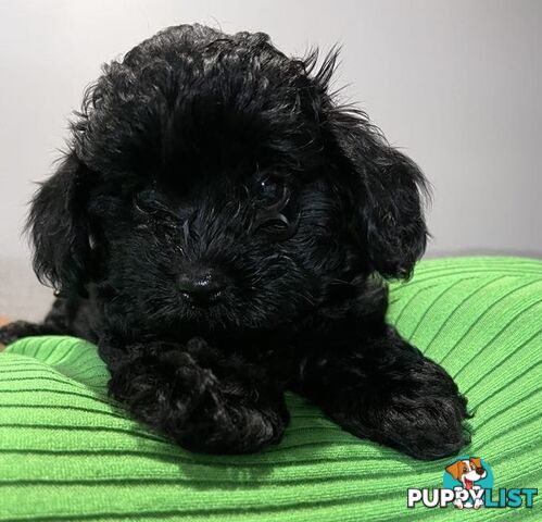 Pure Black Maltese x Shih Tzu Female Puppies for sale