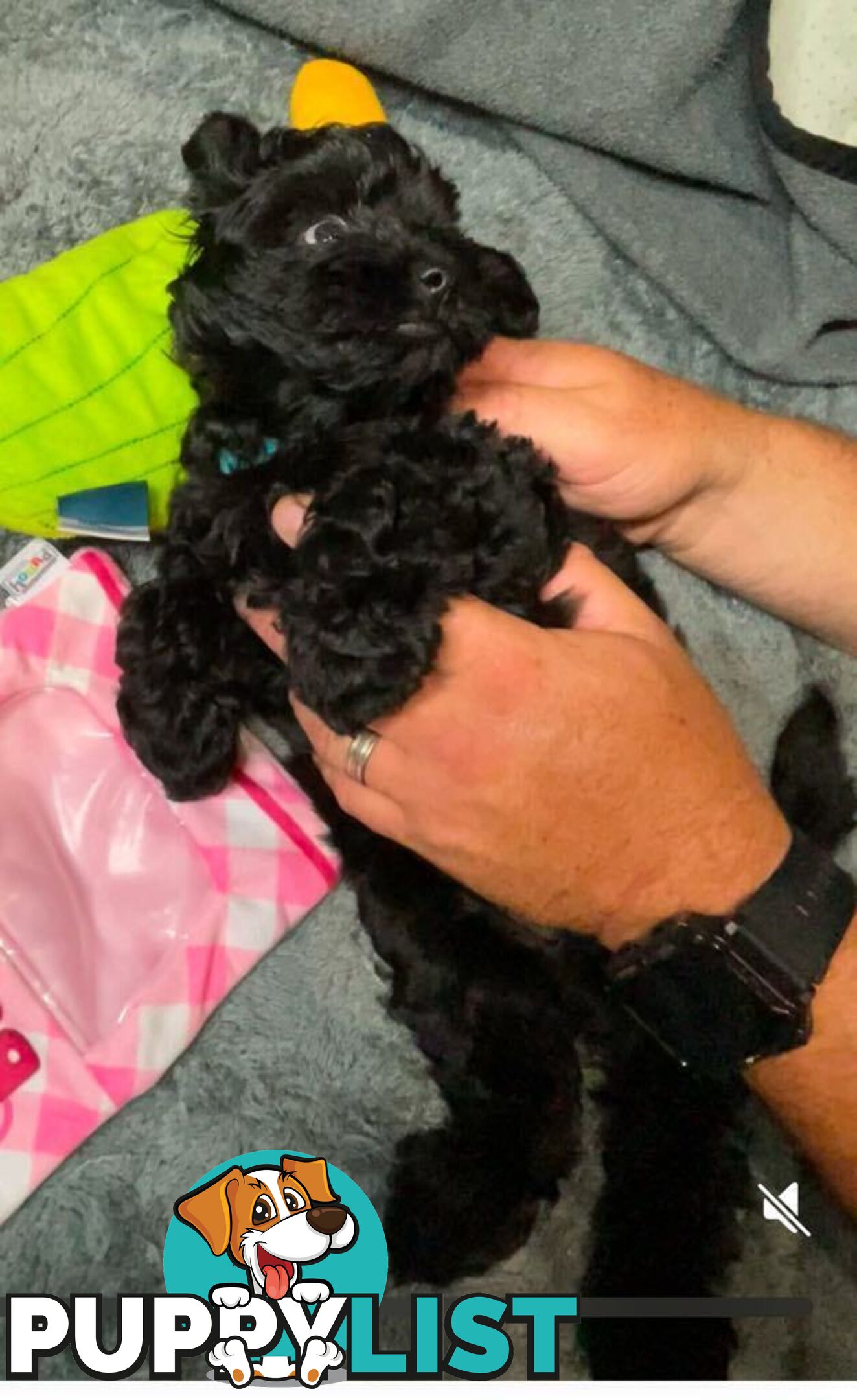 Pure Black Maltese x Shih Tzu Female Puppies for sale