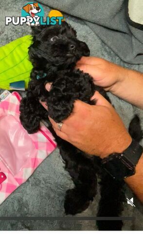 Pure Black Maltese x Shih Tzu Female Puppies for sale