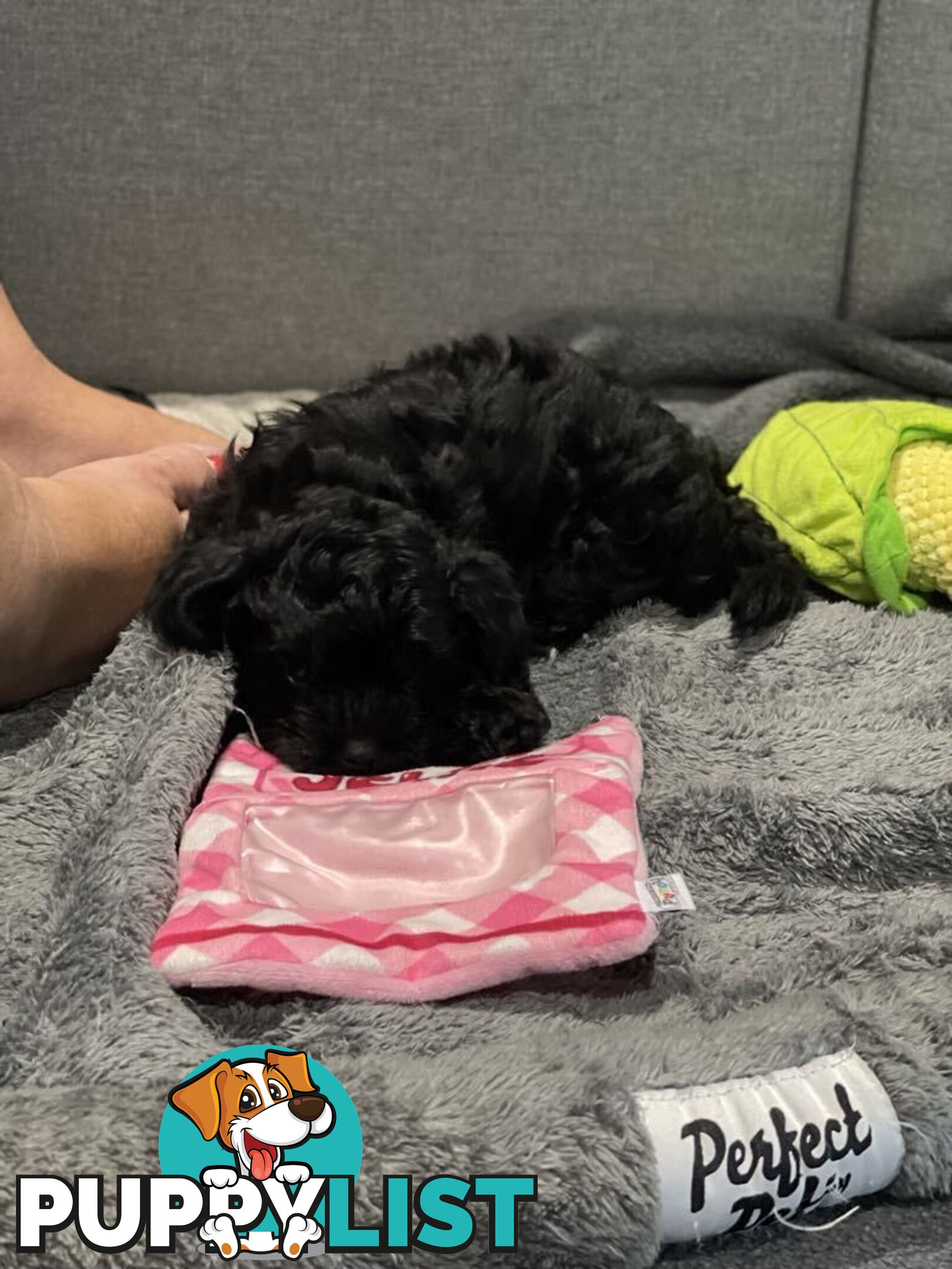 Pure Black Maltese x Shih Tzu Female Puppies for sale