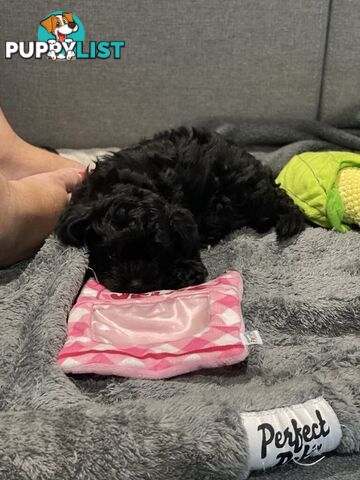 Pure Black Maltese x Shih Tzu Female Puppies for sale