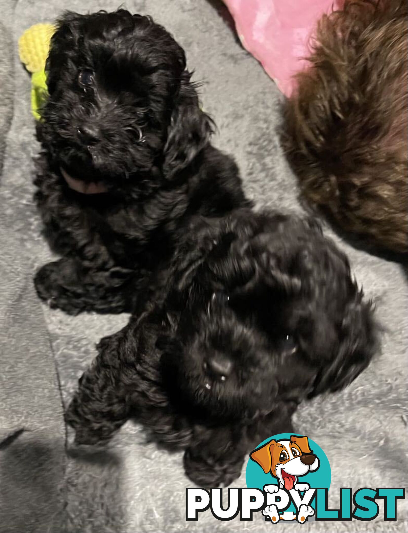 Pure Black Maltese x Shih Tzu Female Puppies for sale