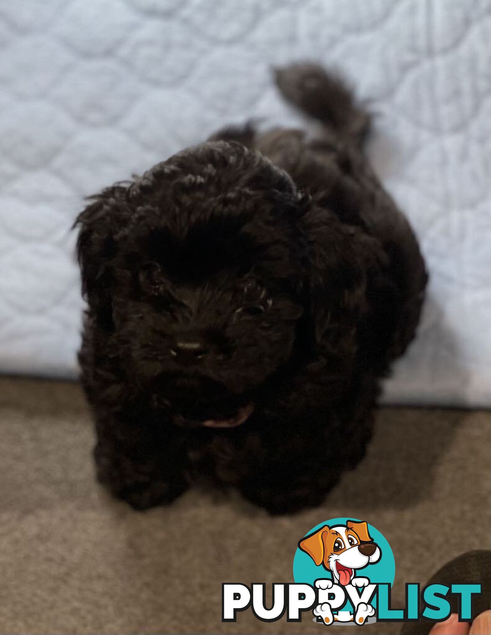 Pure Black Maltese x Shih Tzu Female Puppies for sale