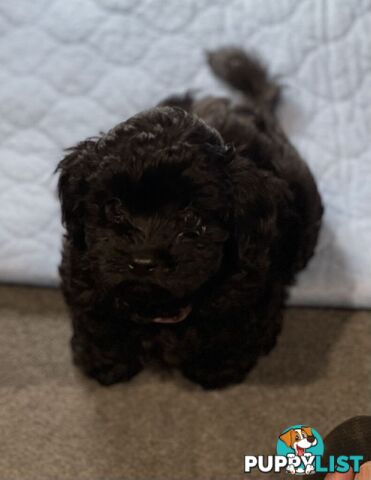 Pure Black Maltese x Shih Tzu Female Puppies for sale