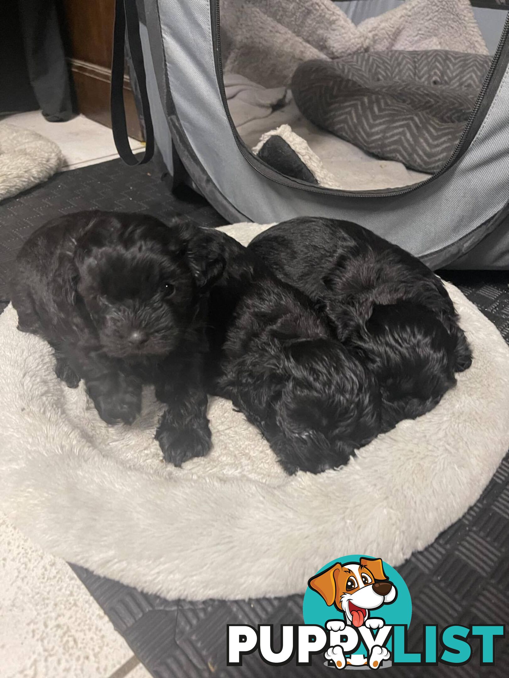 Pure Black Maltese x Shih Tzu Male Puppy for sale