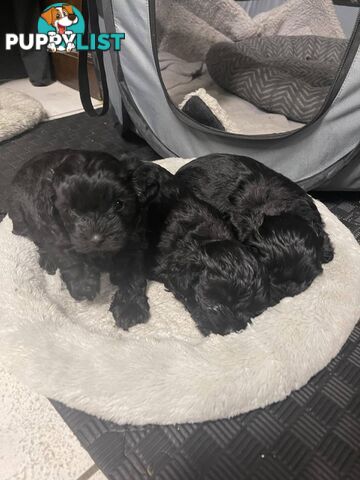 Pure Black Maltese x Shih Tzu Male Puppy for sale